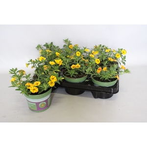 Calibrachoa cabaret Diva Cherry