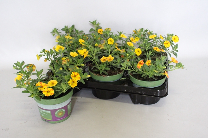 <h4>Calibrachoa cabaret Diva Orange</h4>