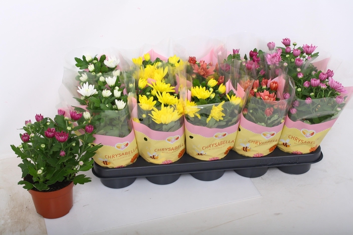 <h4>CHRYS GEVULDBL GEM</h4>