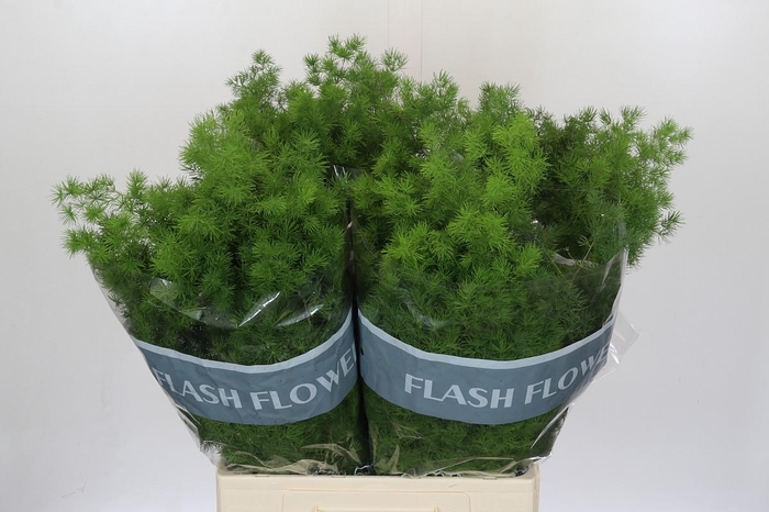 <h4>Asparagus Umbellatus</h4>