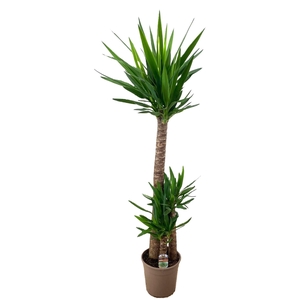 Yucca elephantipes 120-60-30