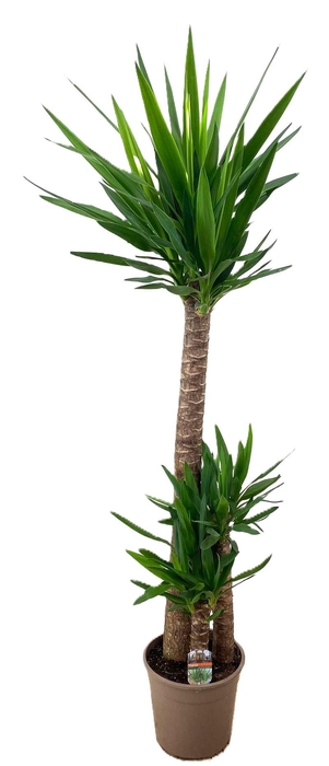 <h4>Yucca elephantipes 120-60-30</h4>