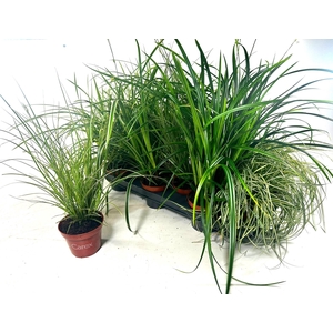 CAREX GEM