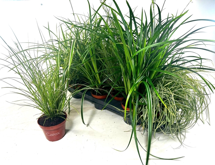 <h4>CAREX GEM</h4>