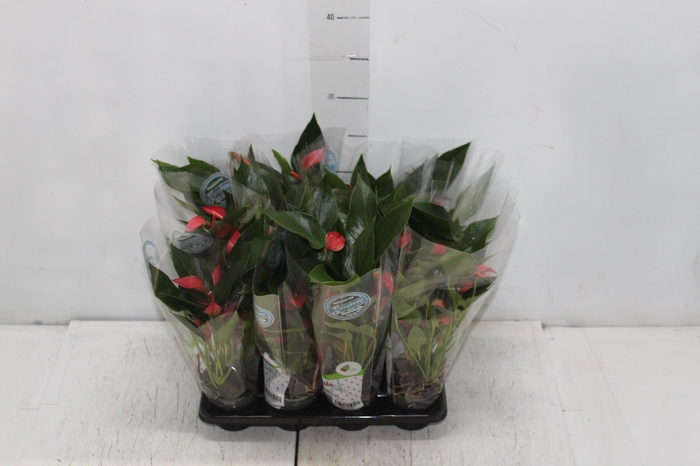 <h4>ANTHURIUM TRILLIONS RED P06</h4>