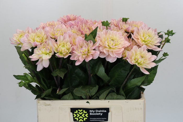 <h4>Dahlia Dianas Memory</h4>