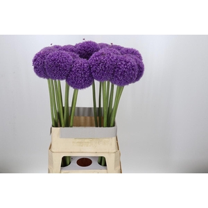 Allium Giganteum