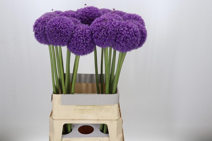 <h4>Allium Giganteum</h4>