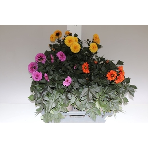 Dahlia Gardenetta Gemengd