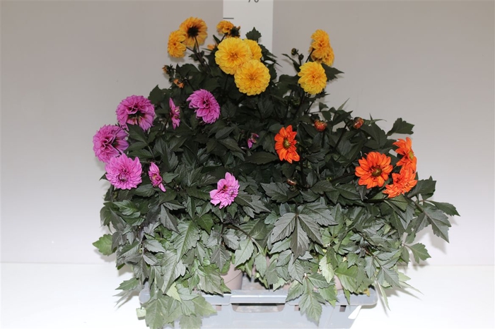 <h4>Dahlia Gardenetta Gemengd</h4>