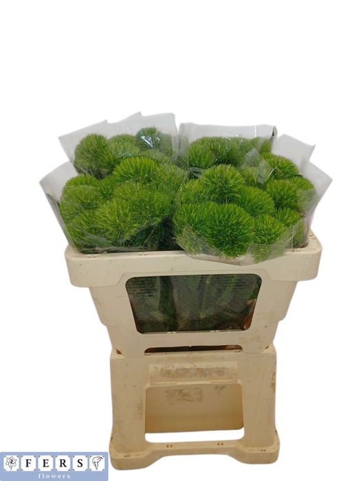 <h4>DI BARB GREEN WICKY</h4>