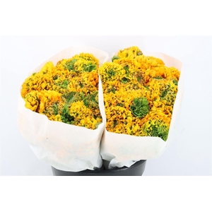 Ran Ponpon Ex Merlino