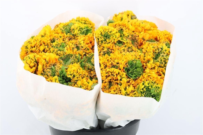 Ran Ponpon Ex Merlino