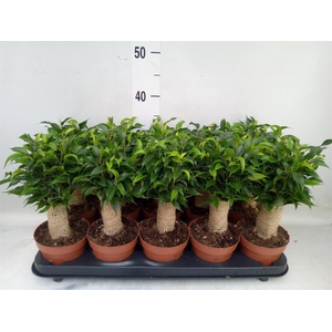 Ficus benja. 'Natasja'