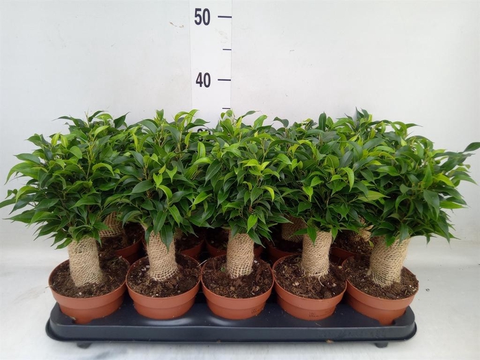 <h4>Ficus benja. 'Natasja'</h4>