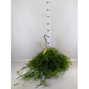 Rhipsalis heteroclada