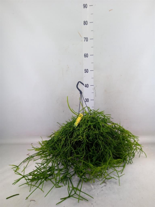 <h4>Rhipsalis heteroclada</h4>