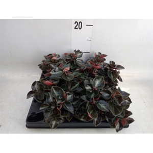 Peperomia