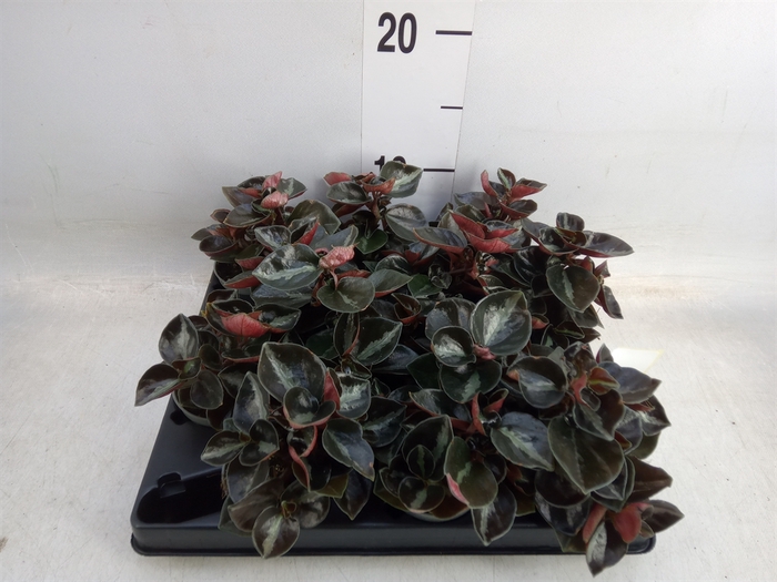 <h4>Peperomia</h4>