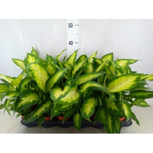 Dieffenbachia  'Camilla'
