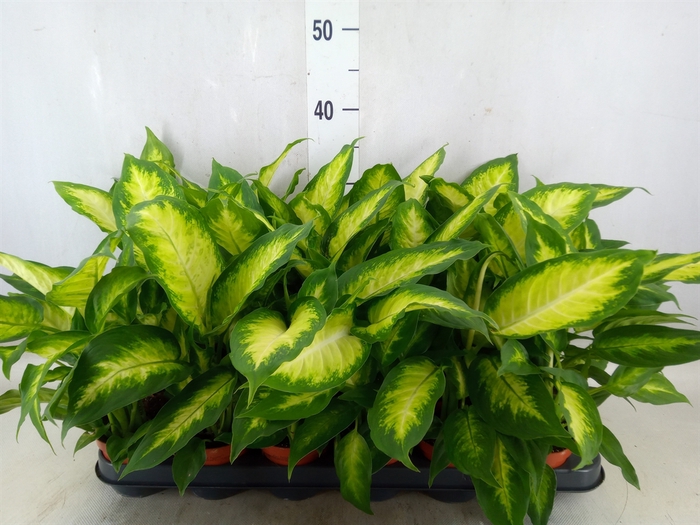 <h4>Dieffenbachia  'Camilla'</h4>