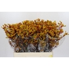 Kangaroo Paw Gold Fever