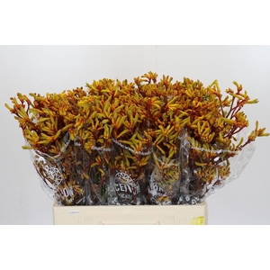 Kangaroo Paw Gold Fever
