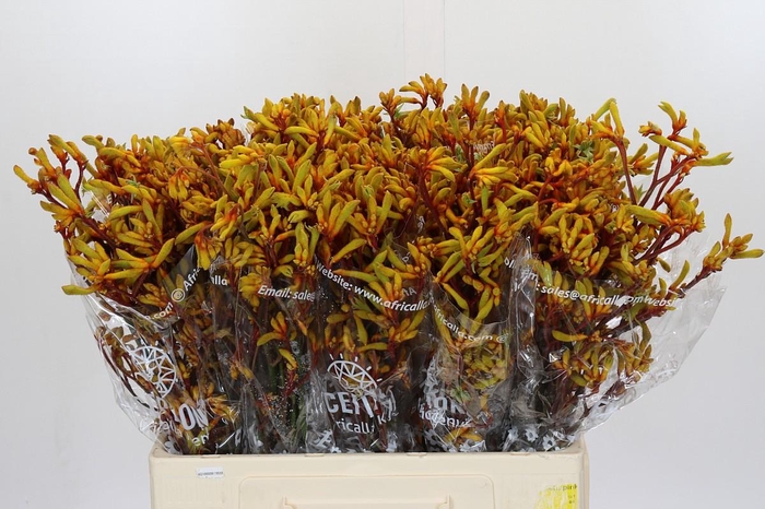 <h4>Anigozanthos Gold Fever</h4>