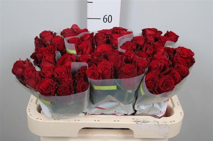 <h4>R Gr Red Bentley</h4>