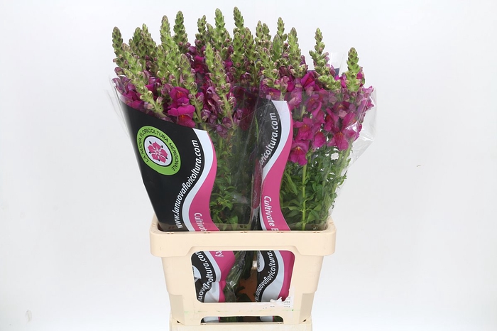 <h4>ANTIRRHINUM POTOMAC BORDEAUX</h4>