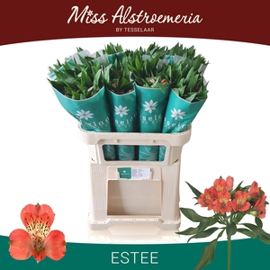 ALSTR ESTEE