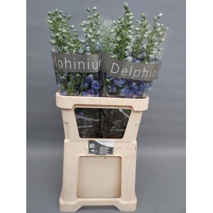 Delph Du Delp Moonli