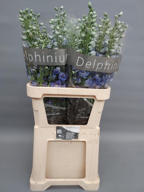 <h4>Delph Du Delp Moonli</h4>
