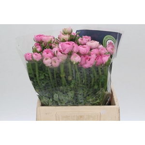 Ranunculus Elegance Pink