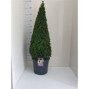 Buxus sempervirens Piramide 110-120cm