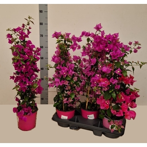 BOUGAINV ALEXANDRA