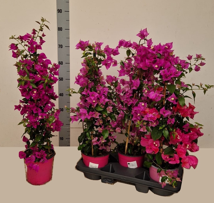 <h4>BOUGAINV ALEXANDRA</h4>