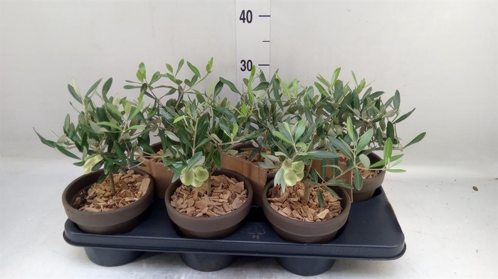 <h4>Arr. Tuinplanten L%</h4>