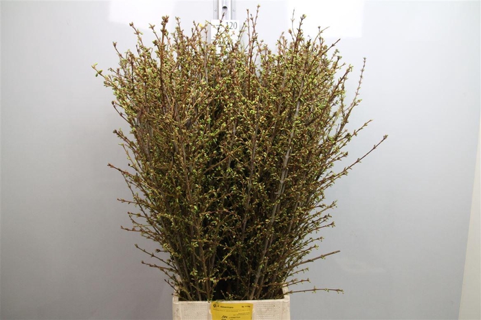 <h4>Forsy I Spectabilis</h4>