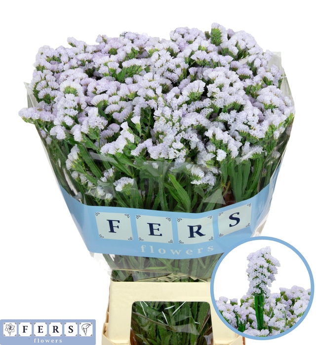 <h4>LIM S SILKY WINGS</h4>