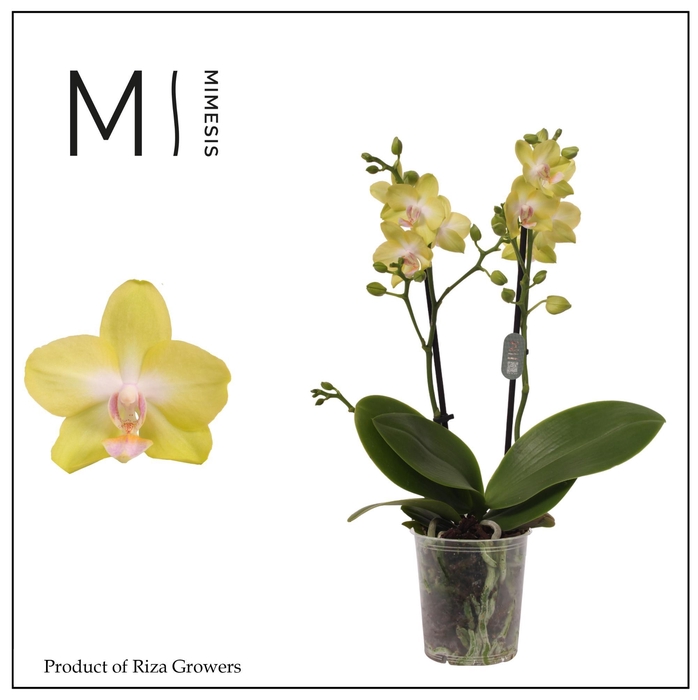 <h4>Phalaenopsis Mila 2 spike – 9cm | Mimesis</h4>