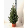 Picea Gl Conica