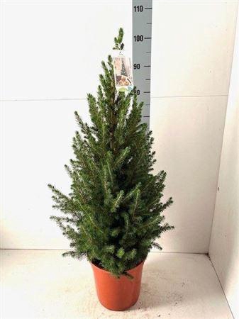 Picea Gl Conica