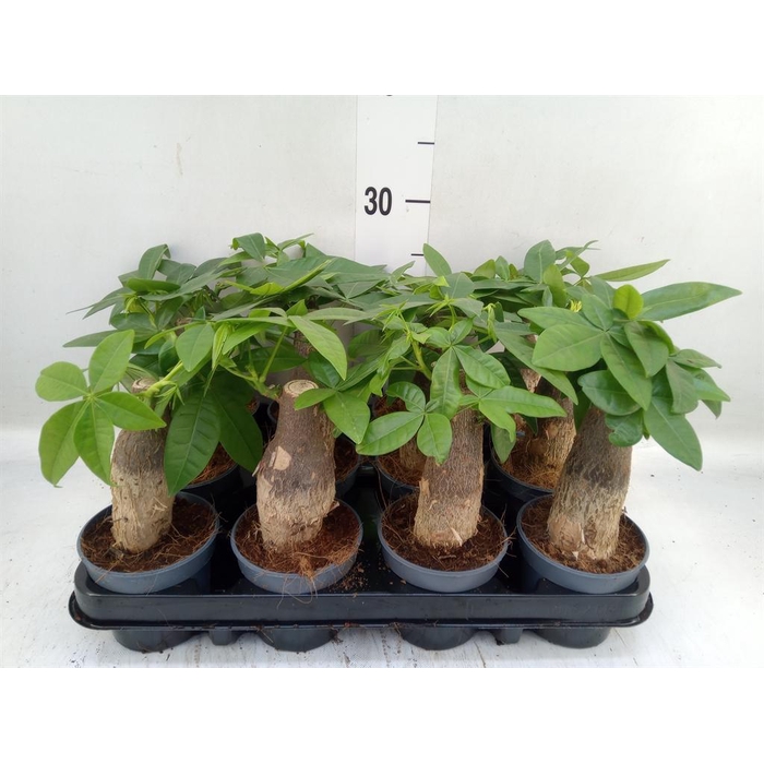 <h4>Pachira aquatica</h4>