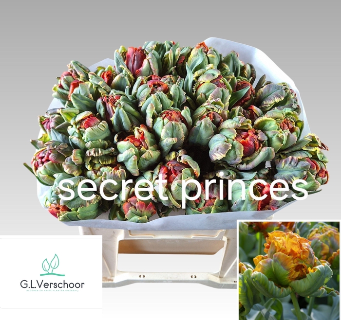 <h4>TU PA SECRET PRINCESS</h4>