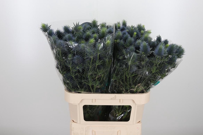 <h4>Eryn Supernova</h4>