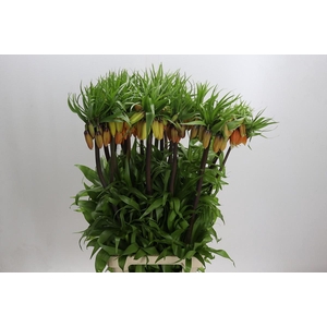 Fritillaria Imperialis