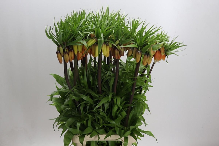 <h4>Fritillaria Imperialis</h4>