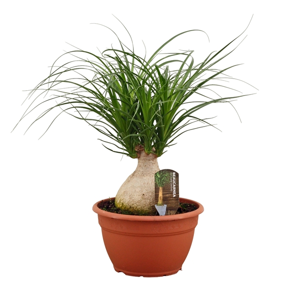 <h4>Beaucarnea bol 25 cm</h4>