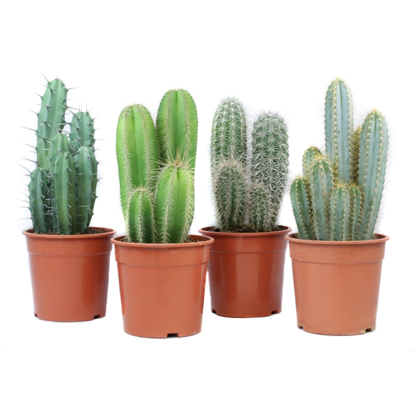 <h4>Cactus canarias 24 cm</h4>